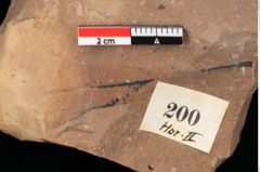 Foto (Detailansicht) von Pinus palaeostrobus Ettingshausen (NHMW-GEO-2024-0188-0200)